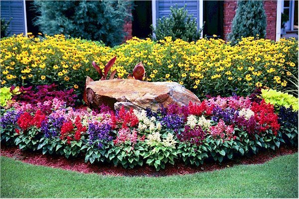 Annual color planting in garden