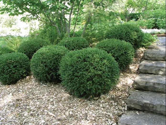 Trimmed shrubs